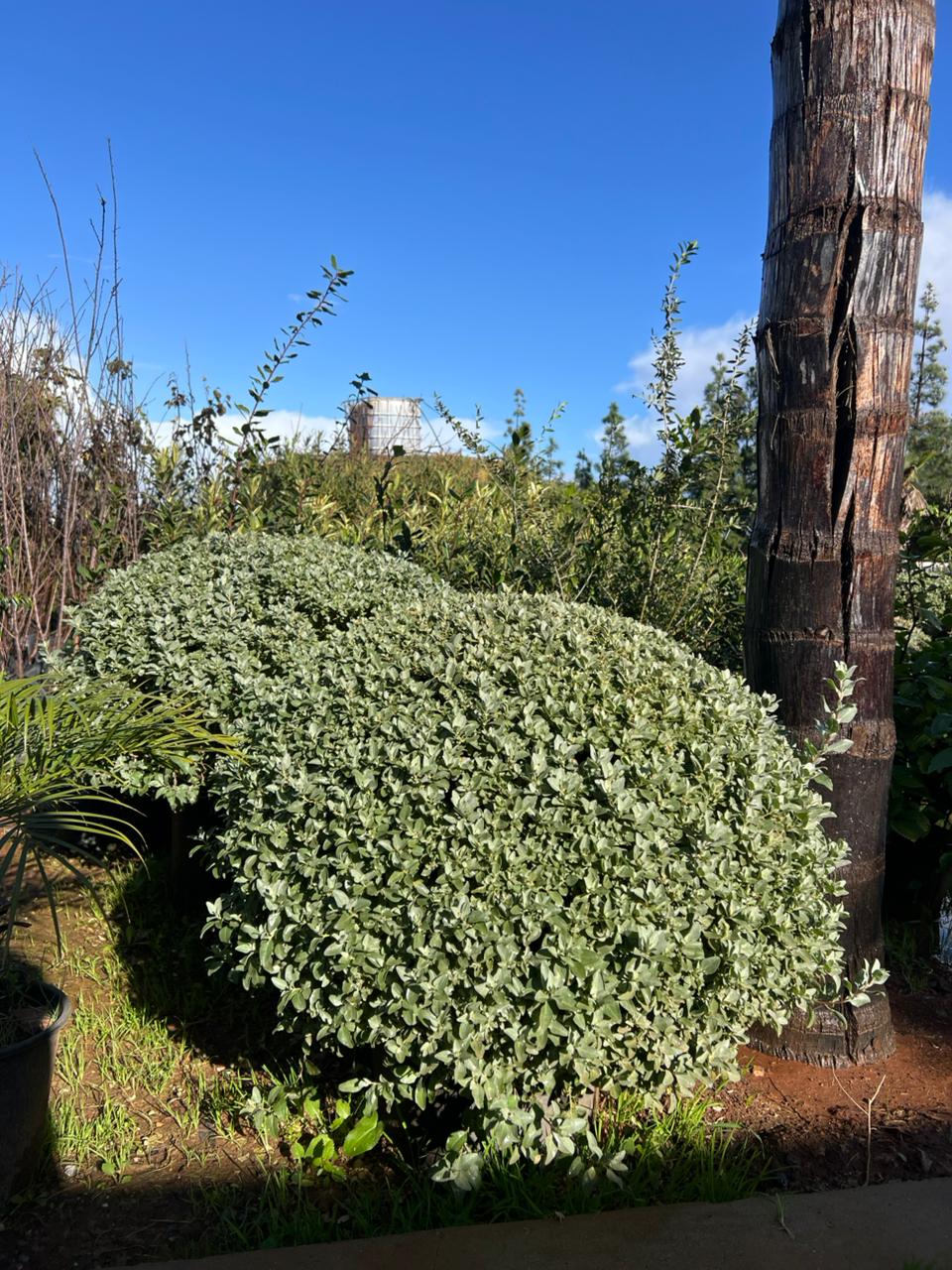 Atriplex halimus - Vue principale